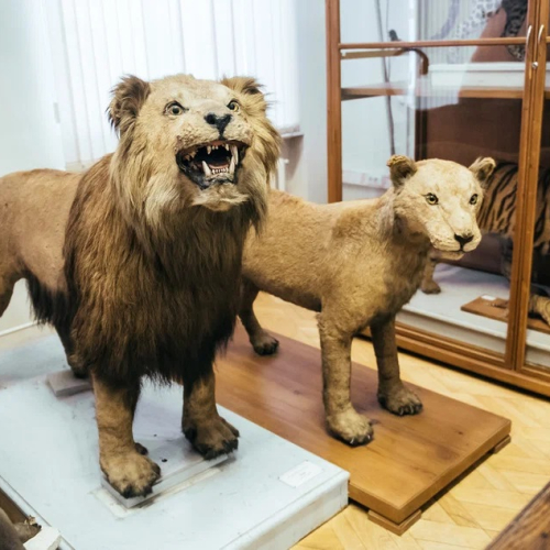 Зоологический музей и гербарий имени Э.А.Эверсмана